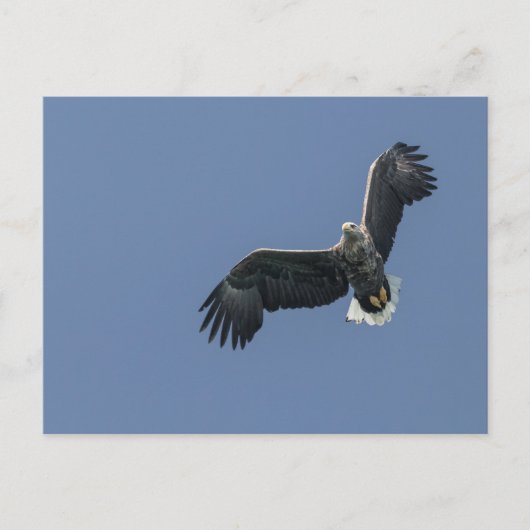 Zee Eagle Briefkaart (Voorkant)