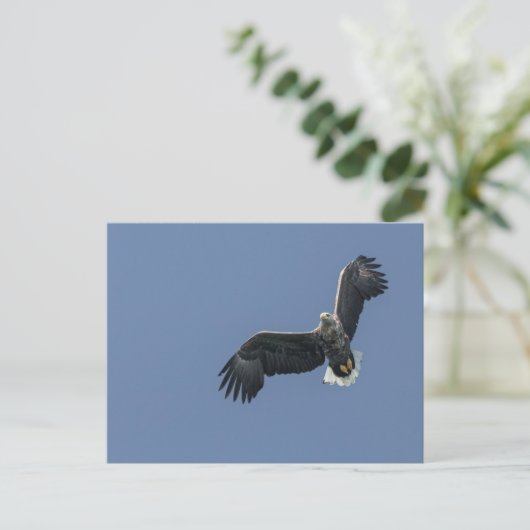 Zee Eagle Briefkaart (Staand voorkant)