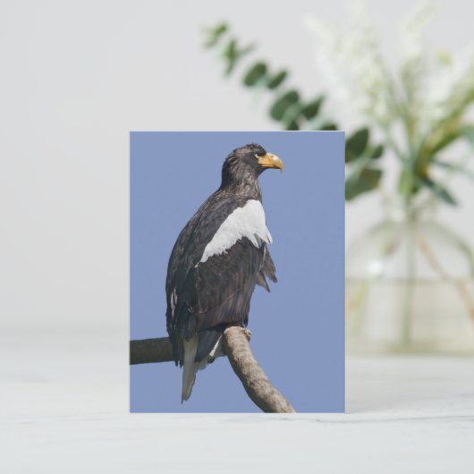 Zee Eagle Briefkaart van verkoper (Staand voorkant)