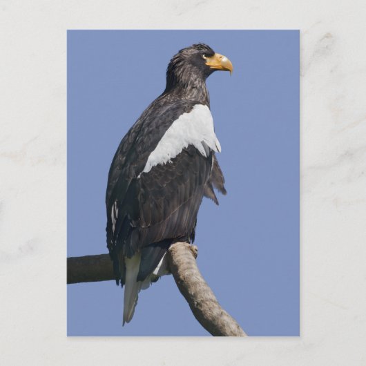 Zee Eagle Briefkaart van verkoper (Voorkant)