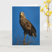 Zee Eagle in Nederland Kaart (Gele Bloem)