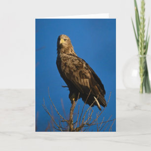 Zee Eagle in Nederland Kaart