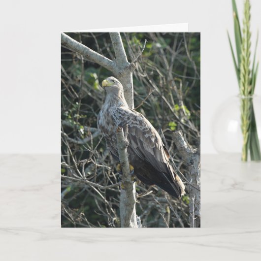 Zee Eagle in Nederland Kaart (Voorkant)