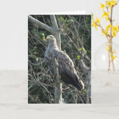 Zee Eagle in Nederland Kaart (Gele Bloem)