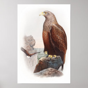 Zee Eagle John Gould Birds of Great Britain Natuur Poster