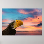 Zee Eagle Poster (Voorkant)