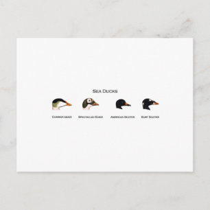 Zee Eenden Logo (titel) Briefkaart