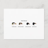 Zee Eenden Logo (titel) Briefkaart (Voorkant)