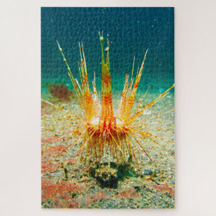 Zee-egels Legpuzzel