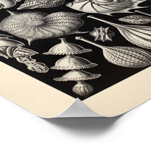  Zee - Ernst Haeckel Art Print (Hoek)