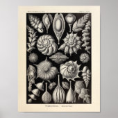  Zee - Ernst Haeckel Art Print (Voorkant)