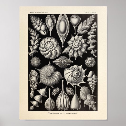  Zee - Ernst Haeckel Art Print (Voorkant)
