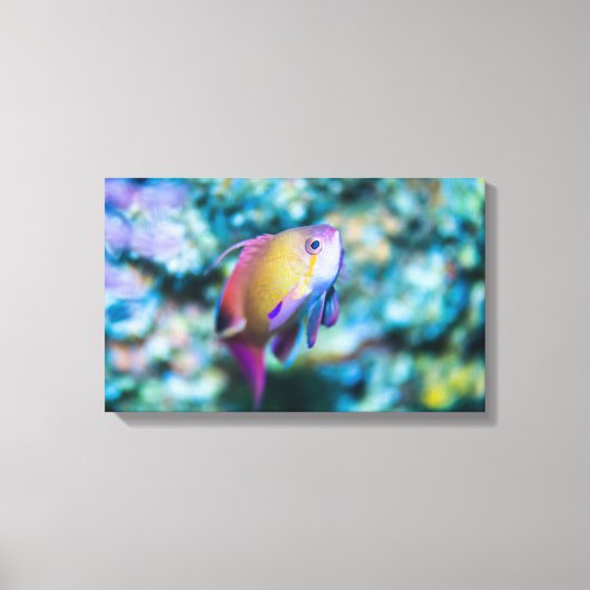 Zee goldie canvas afdruk (Voorkant)