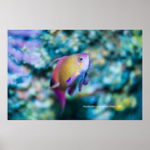 Zee goldie, kleurrijke schattige vis