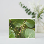 Zee Grape, Florida Briefkaart (Staand voorkant)