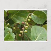 Zee Grape, Florida Briefkaart (Voorkant)