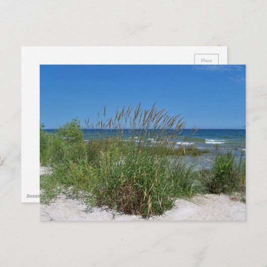 Zee gras langs de kust briefkaart (Voorkant / Achterkant)