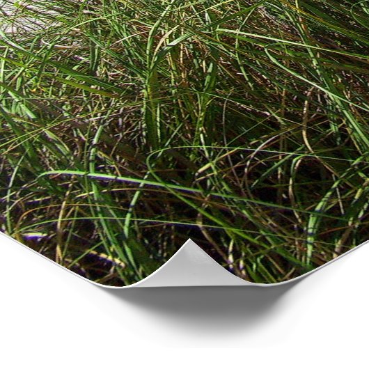 Zee grassen poster (Hoek)