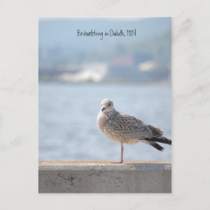 Zee Gull2, Birdwatch in Duluth, MN Briefkaart