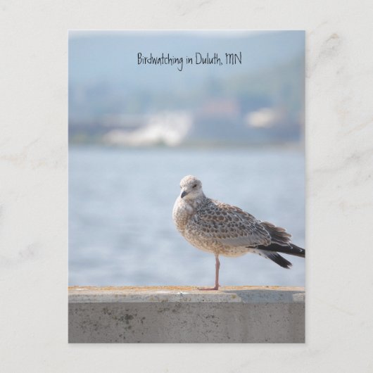 Zee Gull2, Birdwatch in Duluth, MN Briefkaart (Voorkant)