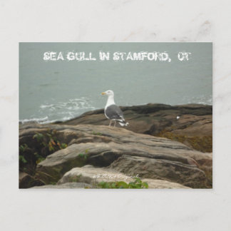 ZEE GULL IN STAMFORD, CT, $B.A.K.$ ... BRIEFKAART