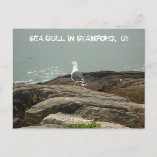 ZEE GULL IN STAMFORD, CT, $B.A.K.$ ... BRIEFKAART (Voorkant)