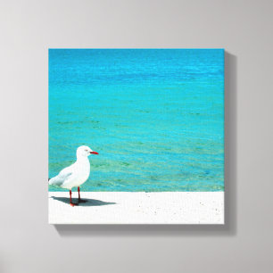 Zee Gull   Nutgrove Beach, Sandy Bay Tasmania Canvas Afdruk