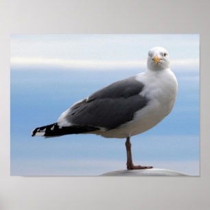 Zee Gull Poster
