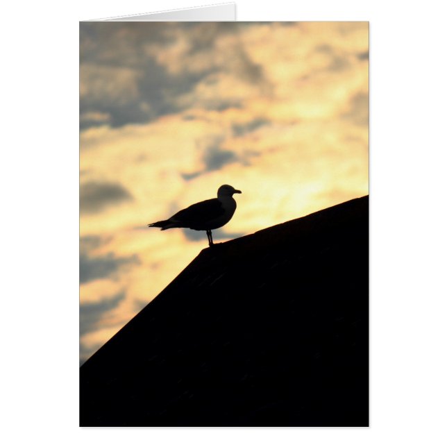 Zee Gull Sunset (Voorkant)
