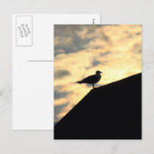 Zee Gull Sunset Briefkaart (Voorkant / Achterkant)