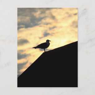 Zee Gull Sunset Briefkaart