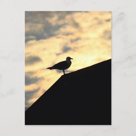 Zee Gull Sunset Briefkaart (Voorkant)