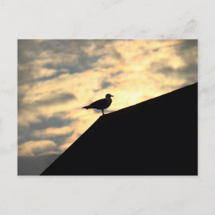 Zee Gull Sunset Briefkaart