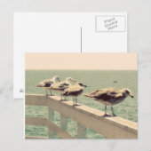 Zee Gulls Briefkaart (Voorkant / Achterkant)
