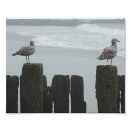 Zee Gulls in horloge Foto Afdruk