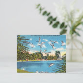 Zee Gulls op Inland Florida Lake Briefkaart (Staand voorkant)
