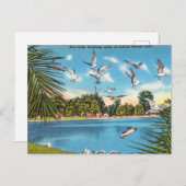 Zee Gulls op Inland Florida Lake Briefkaart (Voorkant / Achterkant)