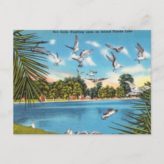 Zee Gulls op Inland Florida Lake Briefkaart (Voorkant)