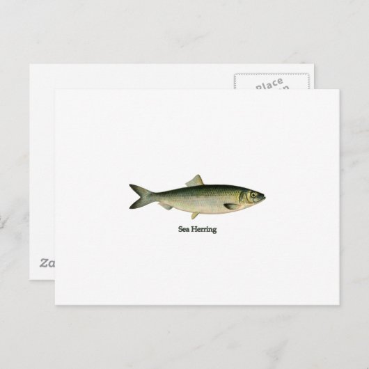 Zee Haring Briefkaart (Voorkant / Achterkant)
