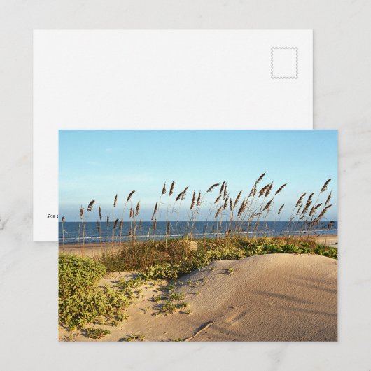 Zee haver en duinen briefkaart (Voorkant / Achterkant)