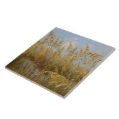 Zee Haver op de zandduinen op het strand Tegeltje (Zijkant)