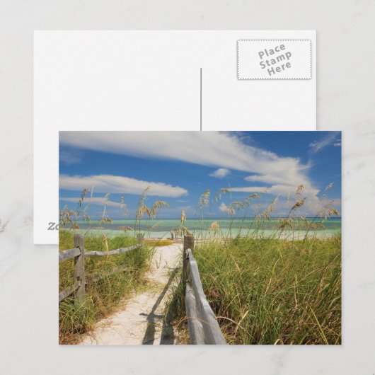 Zee haver (Uniola paniculata) die op het strand wo Briefkaart (Voorkant / Achterkant)