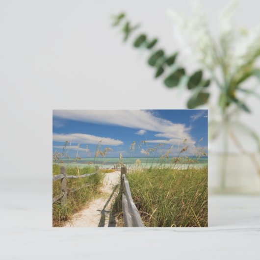 Zee haver (Uniola paniculata) die op het strand wo Briefkaart (Staand voorkant)