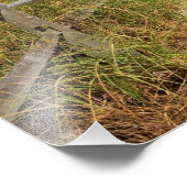 Zee haver (Uniola paniculata) die op het strand wo Foto Afdruk (Hoek)