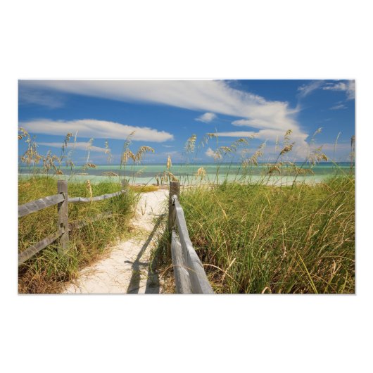 Zee haver (Uniola paniculata) die op het strand wo Foto Afdruk (Voorkant)