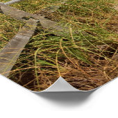 Zee haver (Uniola paniculata) die op het strand wo Poster (Hoek)