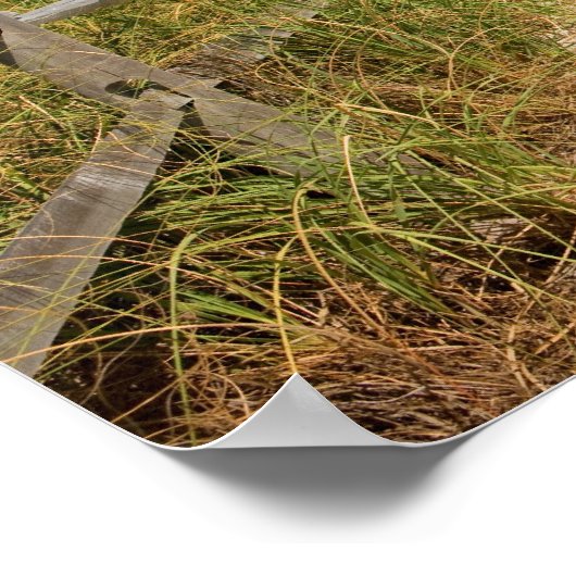 Zee haver (Uniola paniculata) die op het strand wo Poster (Hoek)