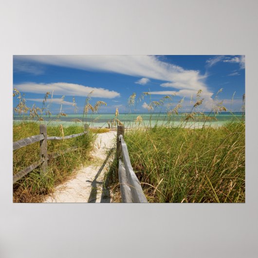 Zee haver (Uniola paniculata) die op het strand wo Poster (Voorkant)