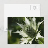 Zee Holly Briefkaart (Voorkant / Achterkant)