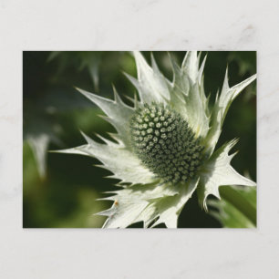 Zee Holly Briefkaart